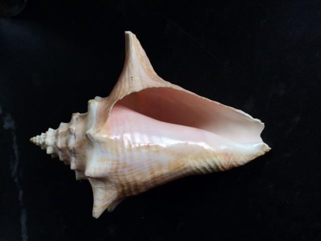 This conch shell was a gift from my friend Lewis. Our lives, which arose from wildly different circumstances, briefly intersected during several months when we worked together on a survey crew many years ago. I will always be grateful for that friendship, which gave me insight into a world very different from my own and reinforced my appreciation of our common humanity. 